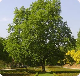 verschillende houtsoorten
