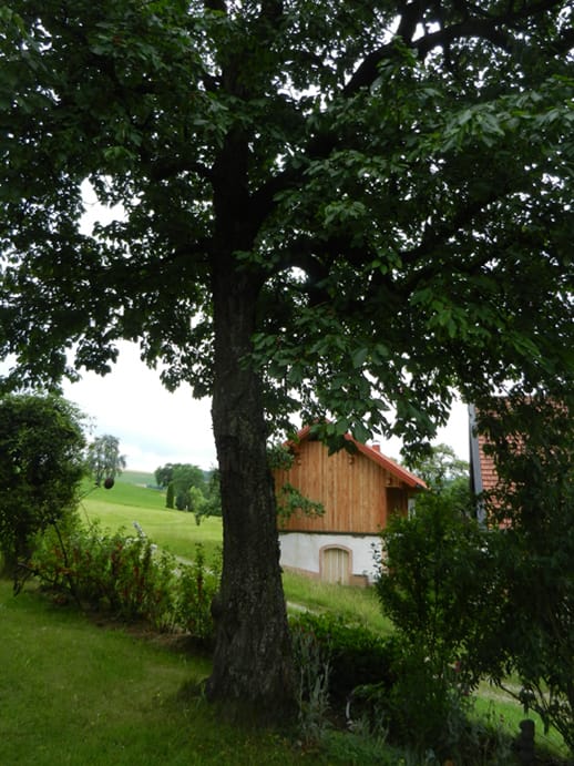 verschillende houtsoorten