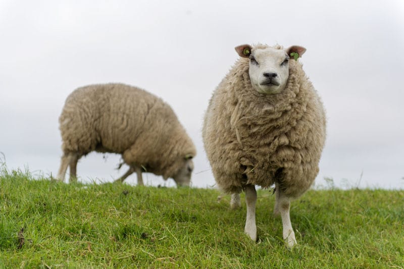 natuurlijke meubelstoffen