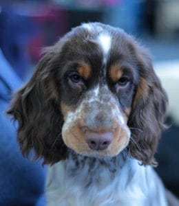 Hondje