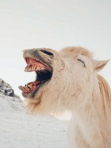 Een lachend paard
